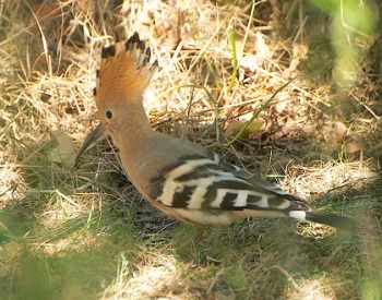 Hop-Frankrijk-2013-1853-1